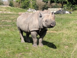 Rhinoceros 2